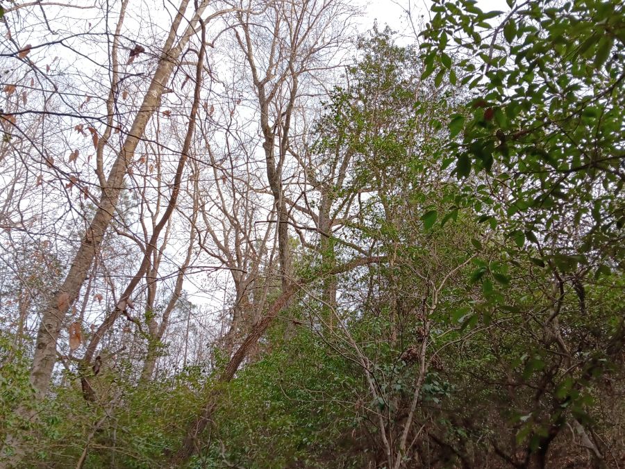 10 Acres High Above Tar River photo 6