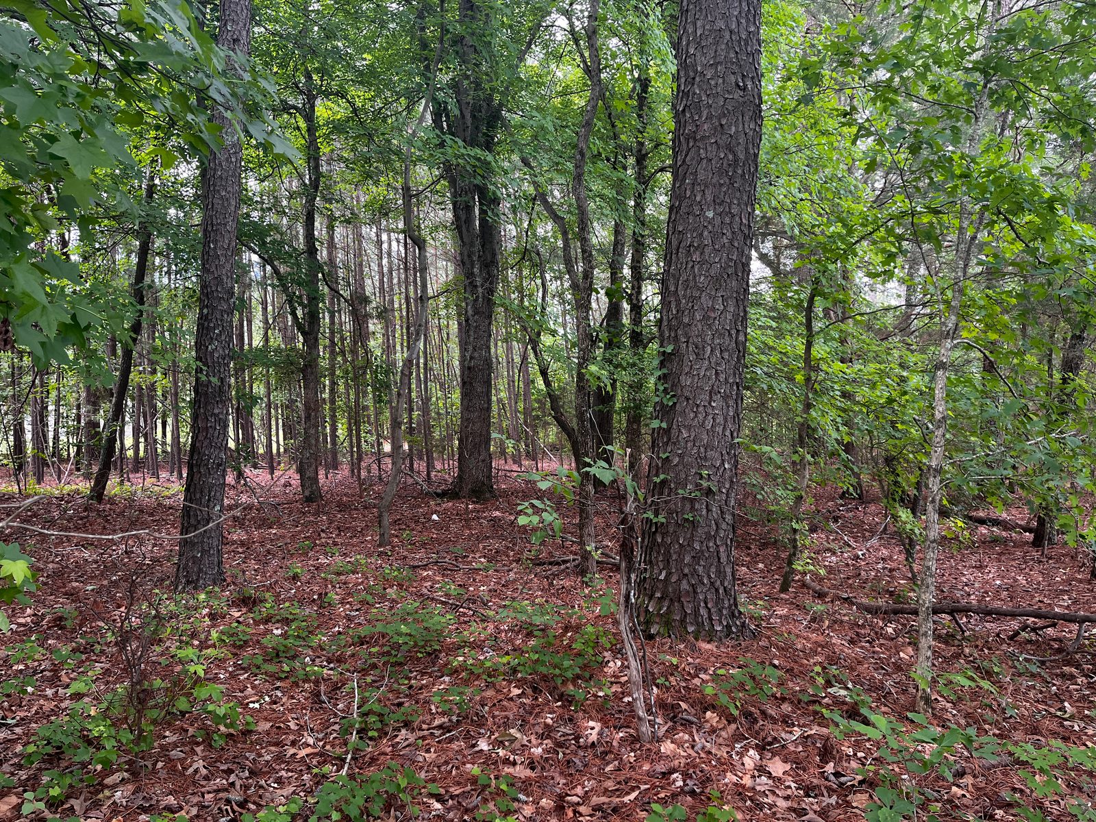 Bearpond Road — 1 Acre Lot photo 3