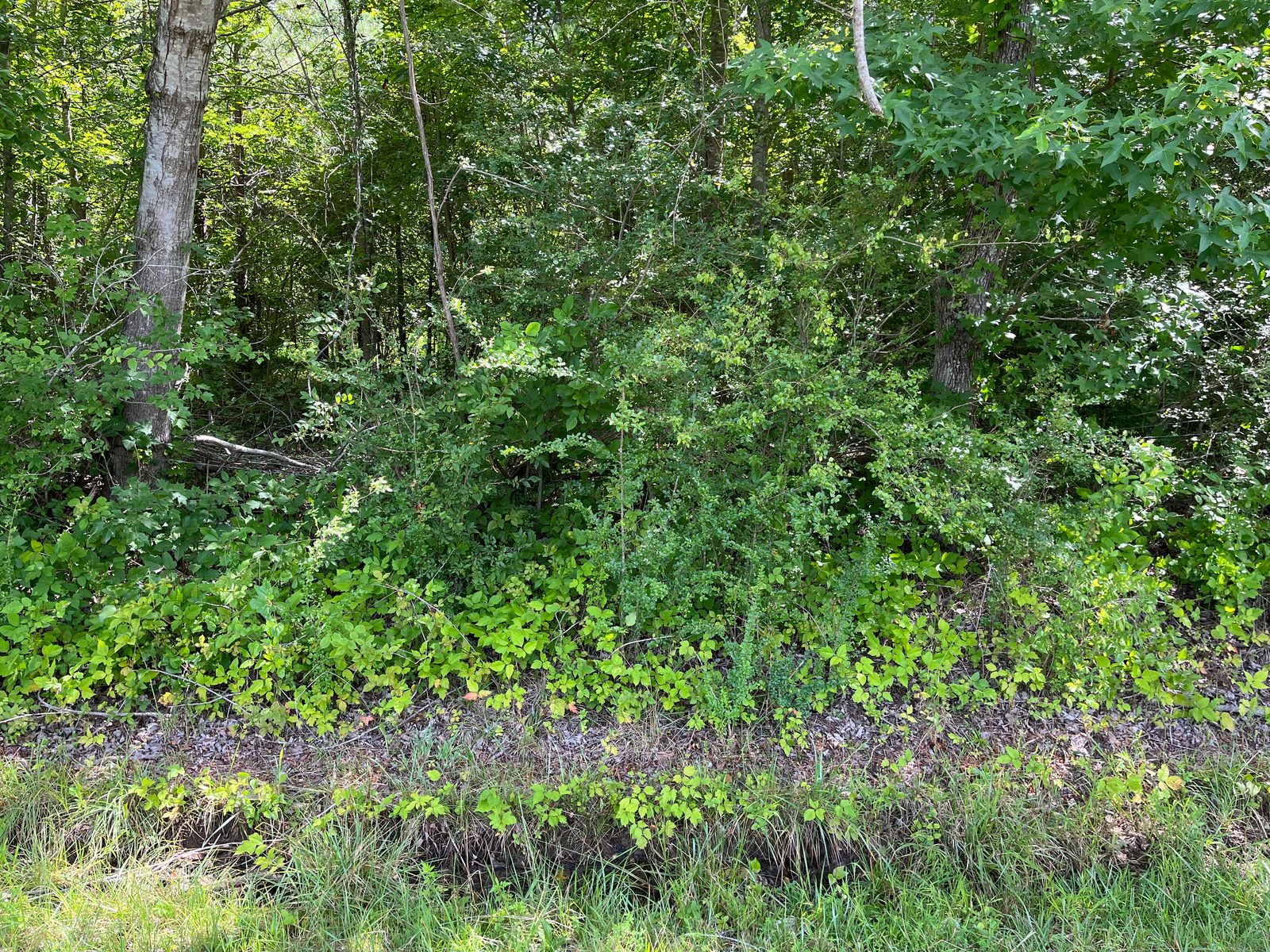 Castalia Road Lots — NC HWY 58 photo 6