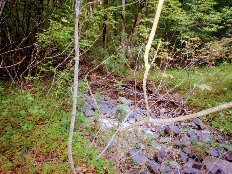 5.07 Acres of Wooded Land photo 10