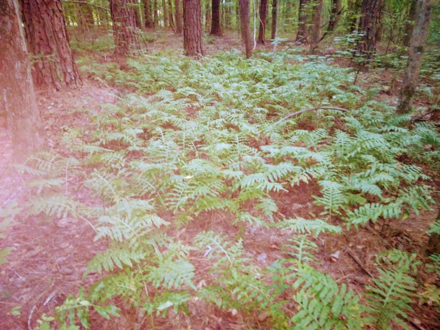 5.07 Acres of Wooded Land photo 11