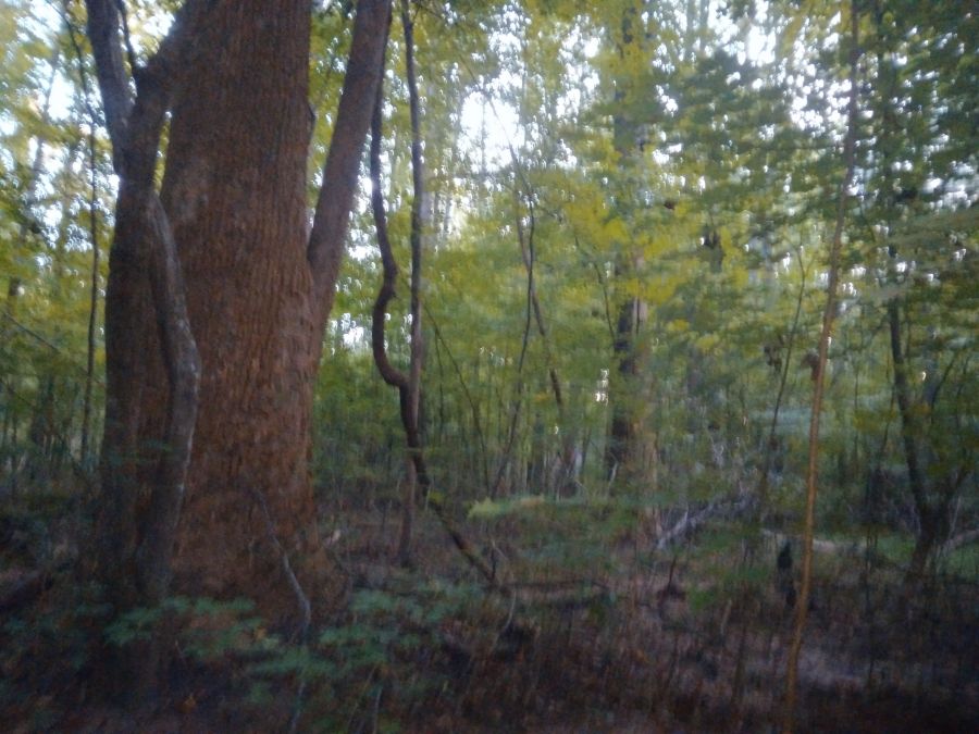 5.07 Acres of Wooded Land photo 12