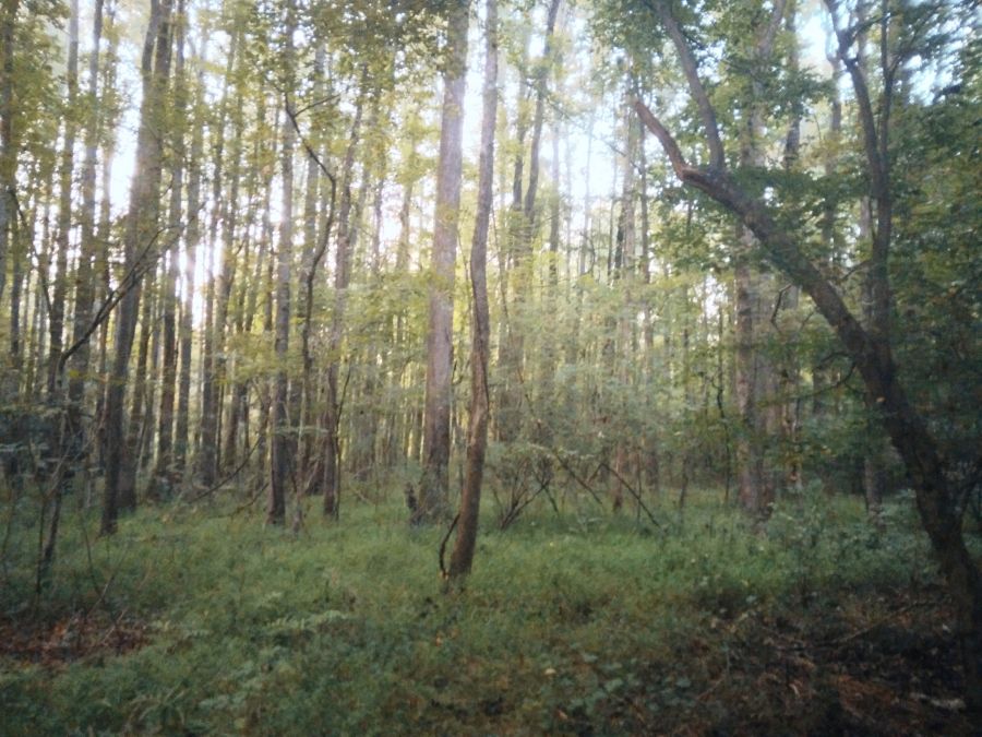 5.07 Acres of Wooded Land photo 4