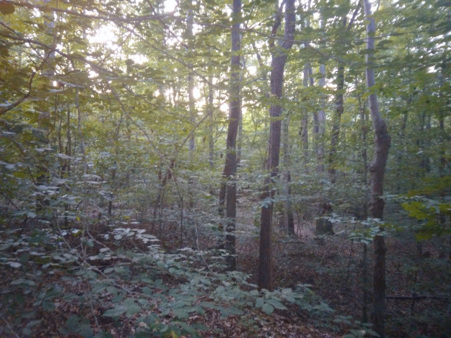 5.07 Acres of Wooded Land photo 5
