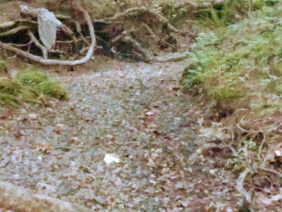 5.07 Acres of Wooded Land photo 7