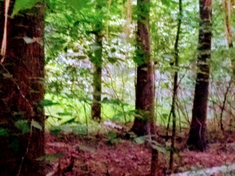 5.07 Acres of Wooded Land photo 8