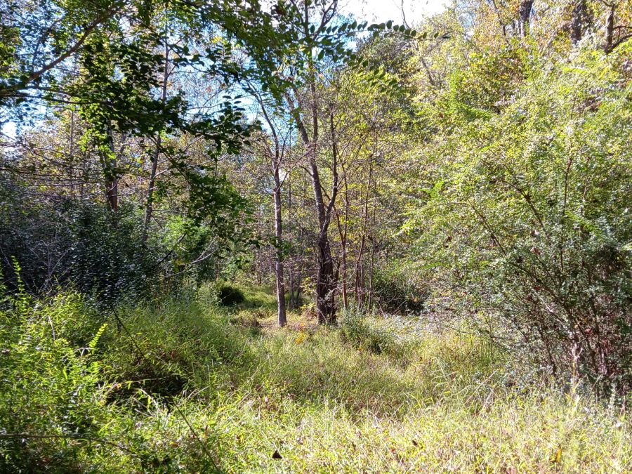 12+ Acres East of Louisburg