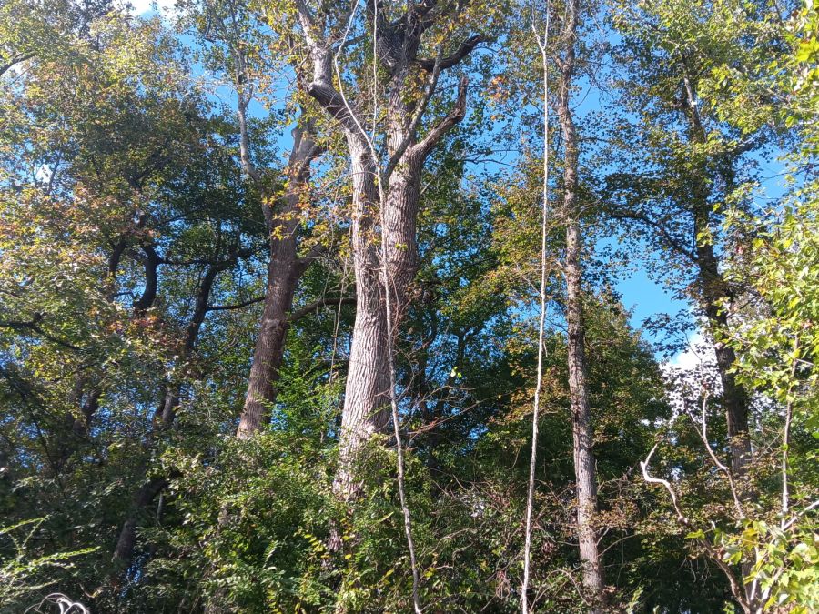 12+ Acres East of Louisburg photo 4