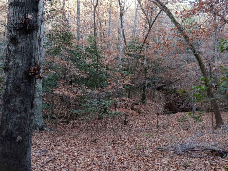 Seven 10+ Acre Tracts