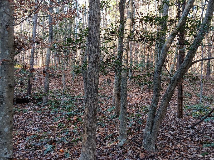 Seven 10+ Acre Tracts photo 3