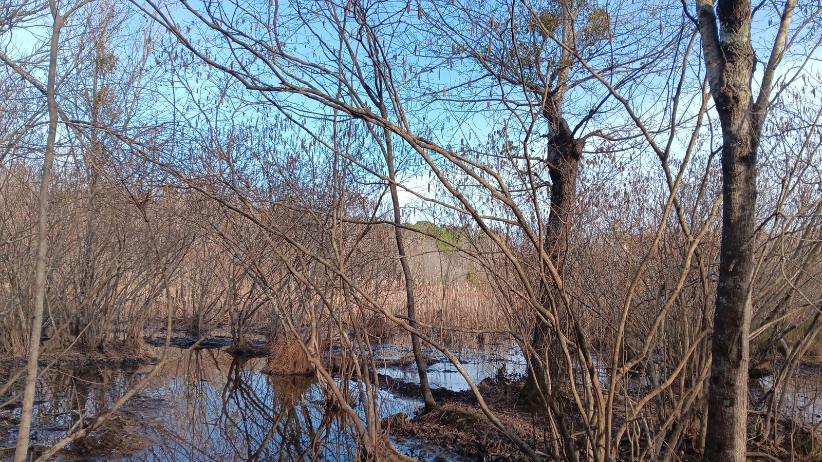 10 to 12+ Acres Near Louisburg photo 3