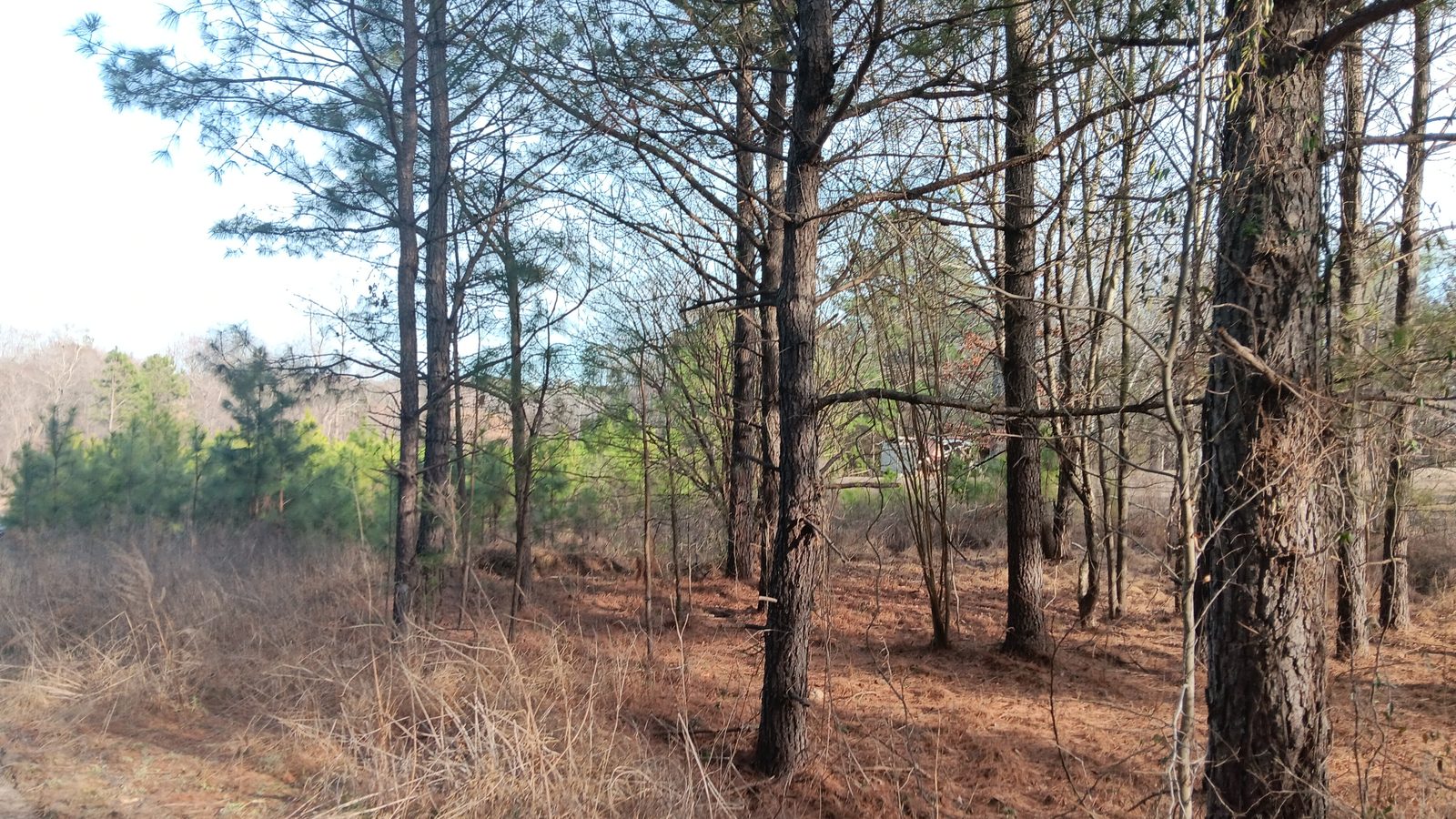 10 to 12+ Acres Near Louisburg photo 4