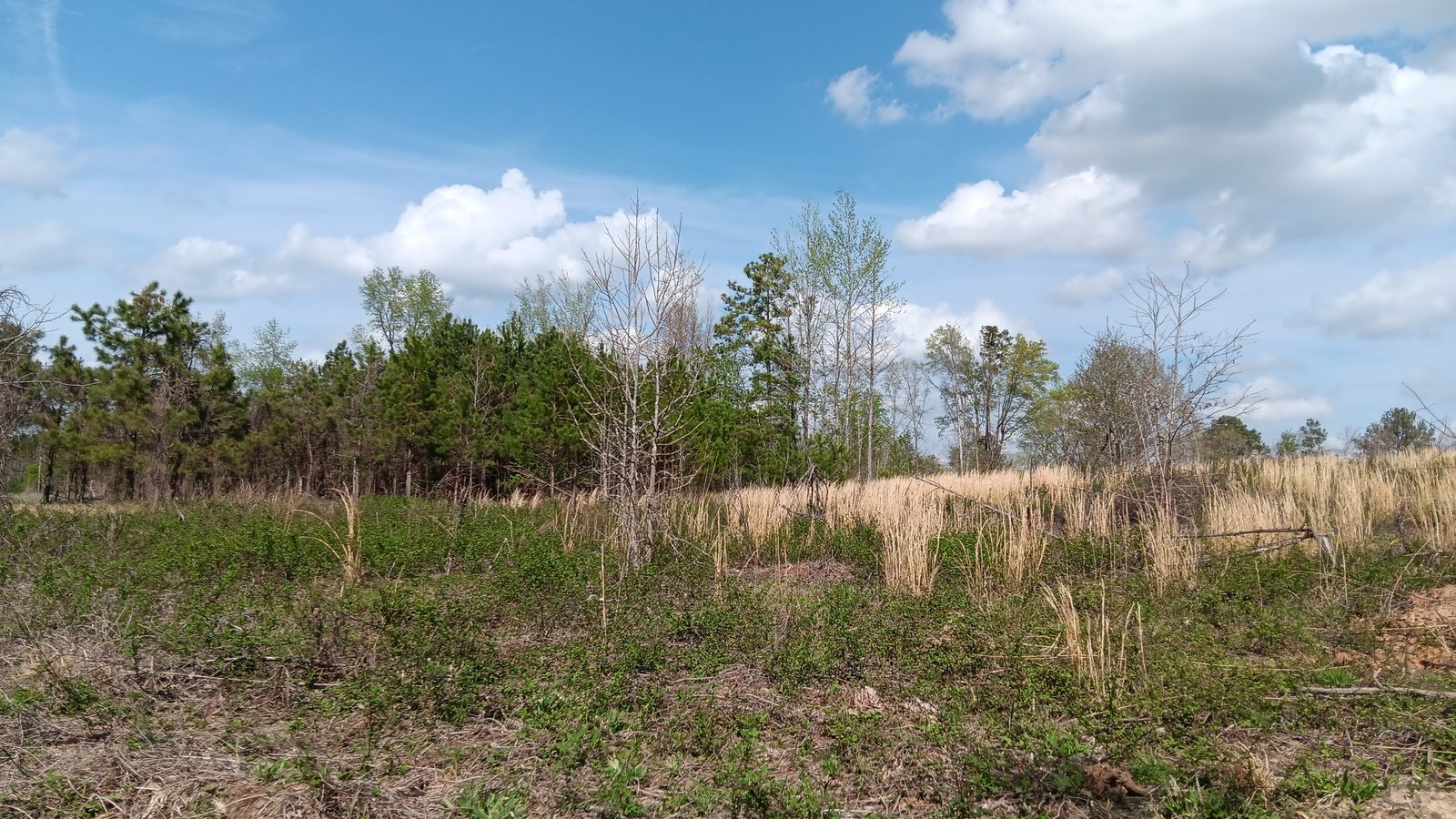 10 to 12+ Acres Near Louisburg photo 8