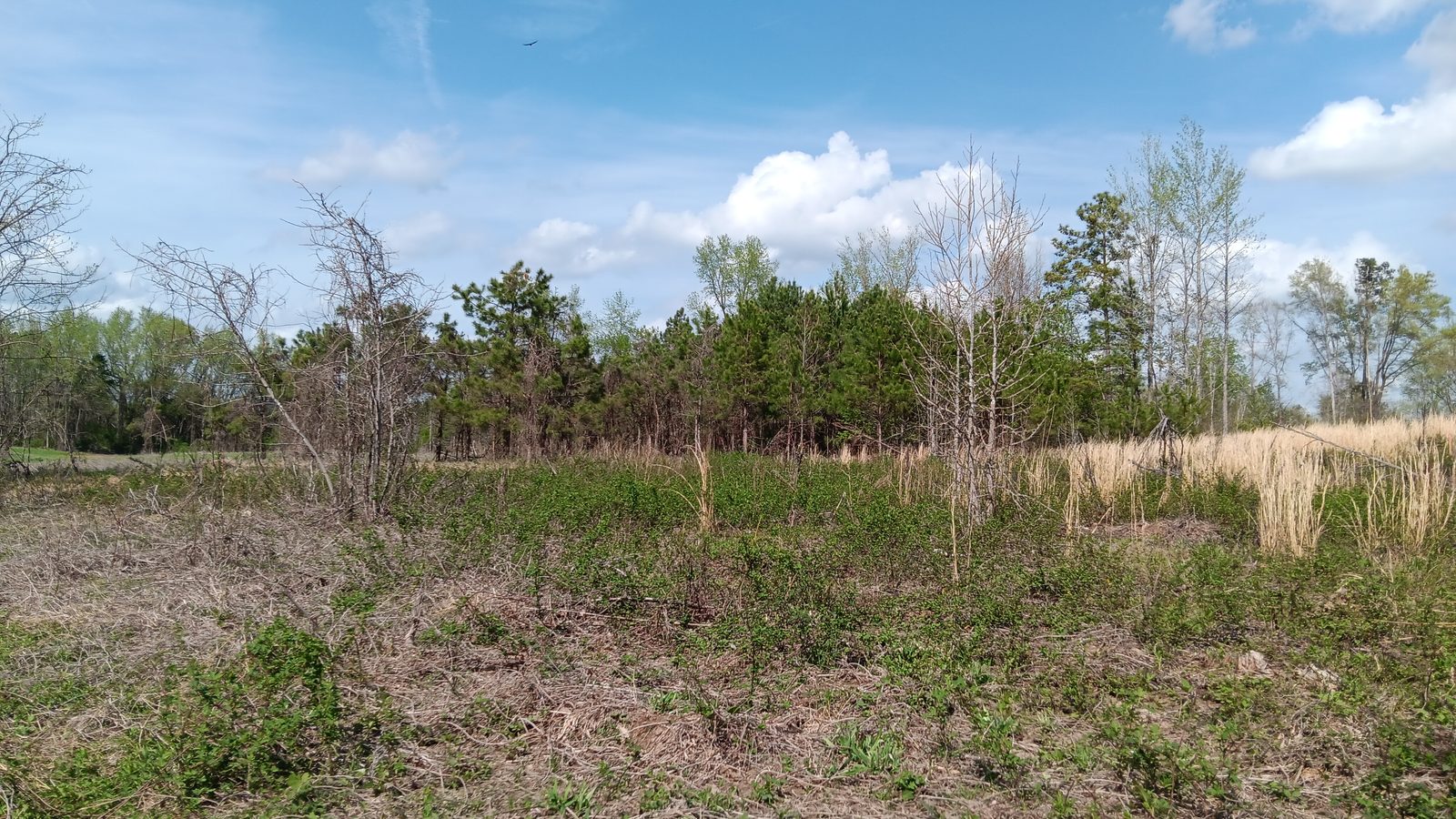 10 to 12+ Acres Near Louisburg photo 9