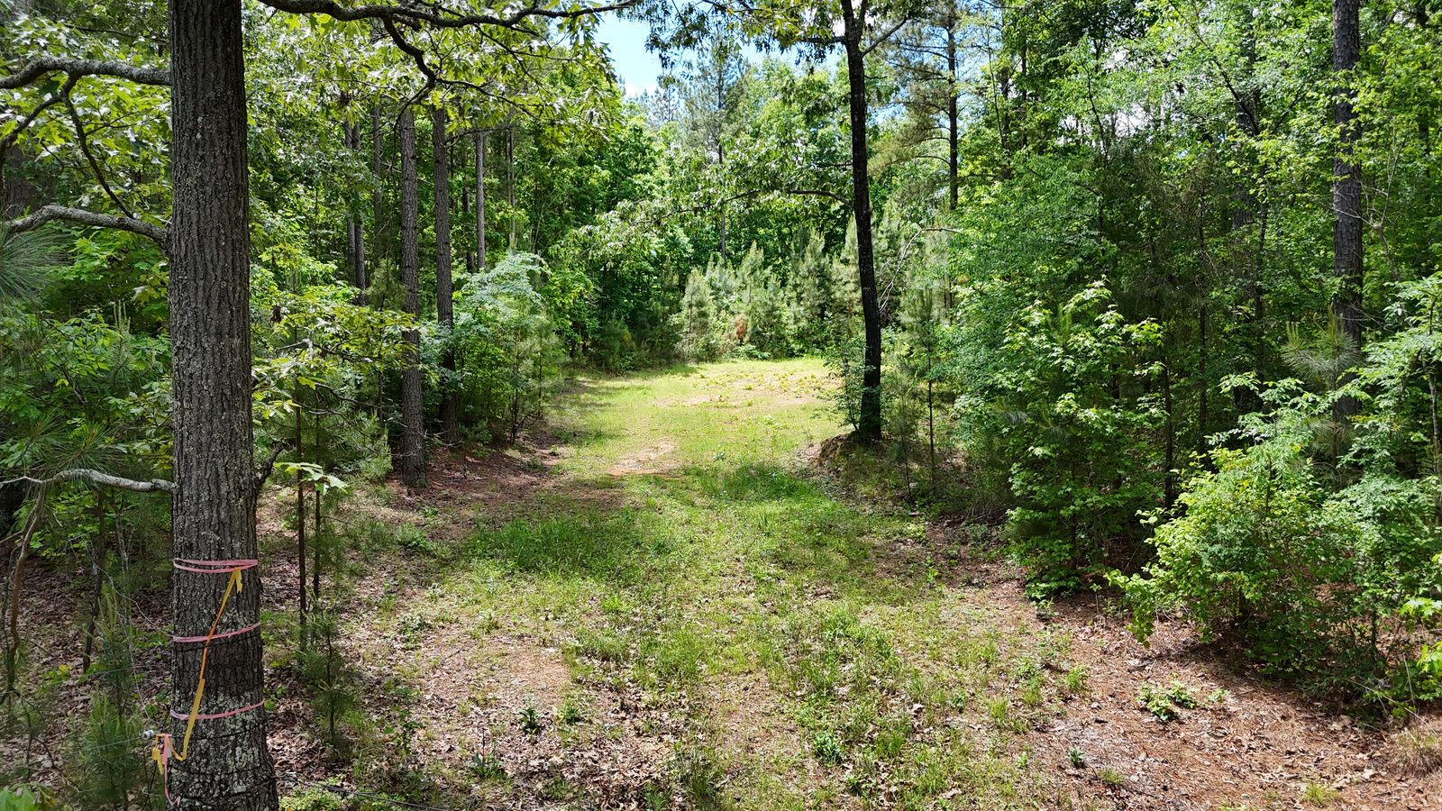 32 Acres — Merchantable Timber