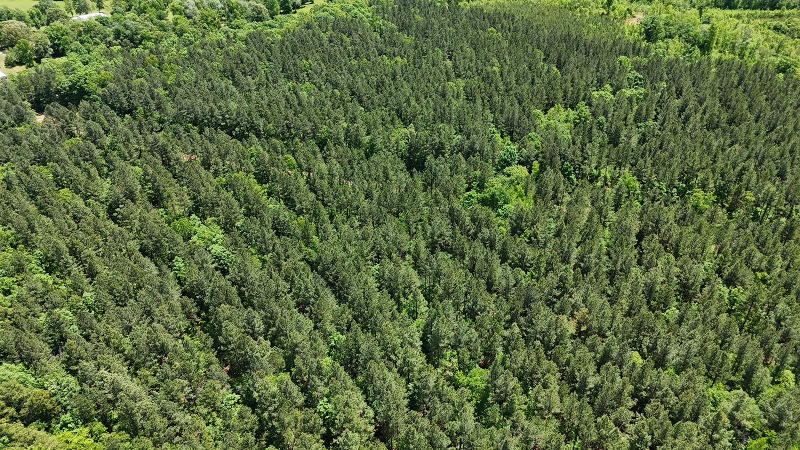 32 Acres — Merchantable Timber photo 13