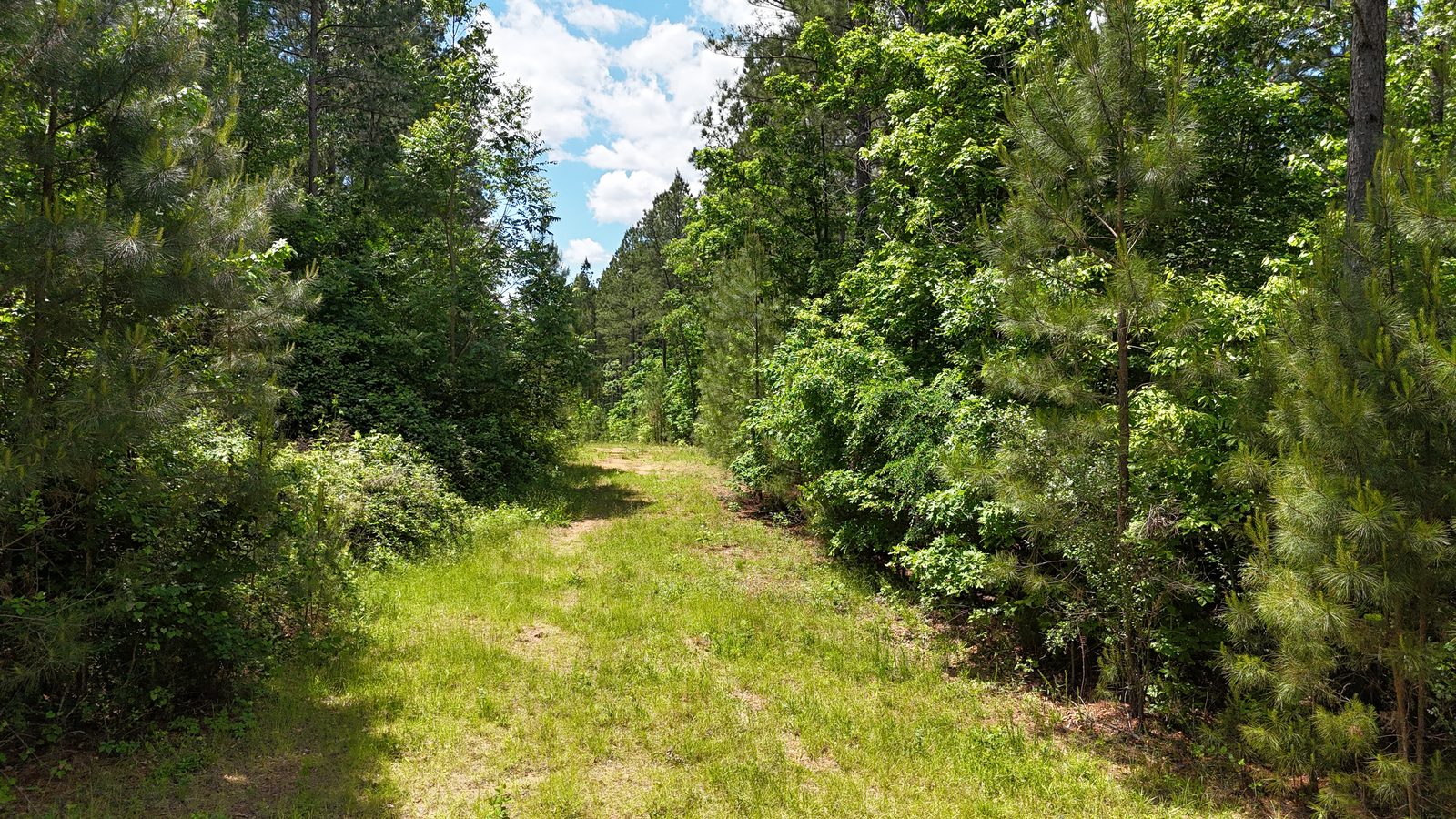 32 Acres — Merchantable Timber photo 2