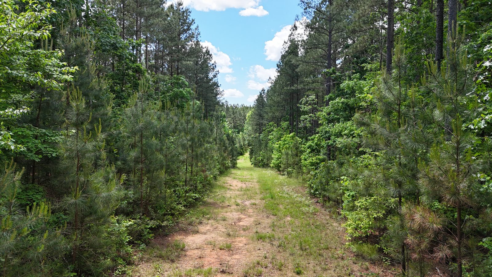 32 Acres — Merchantable Timber photo 3