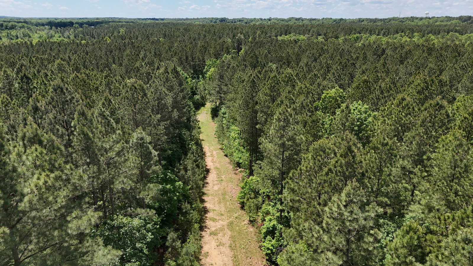 32 Acres — Merchantable Timber photo 4