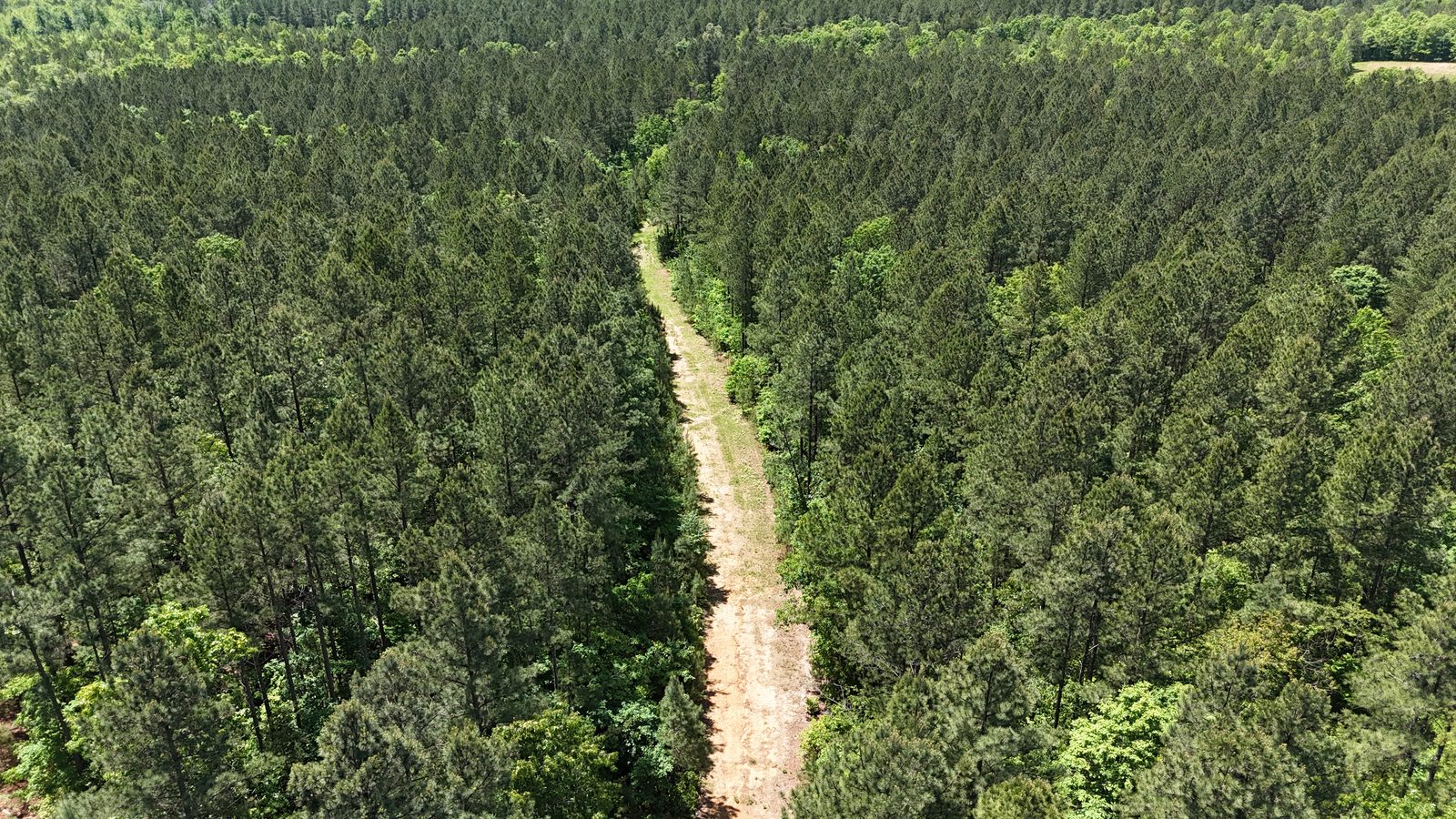 32 Acres — Merchantable Timber photo 6