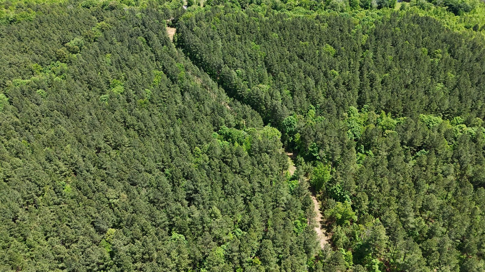 32 Acres — Merchantable Timber photo 9