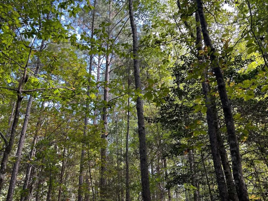 12.90 Acre Private Homesite photo 10