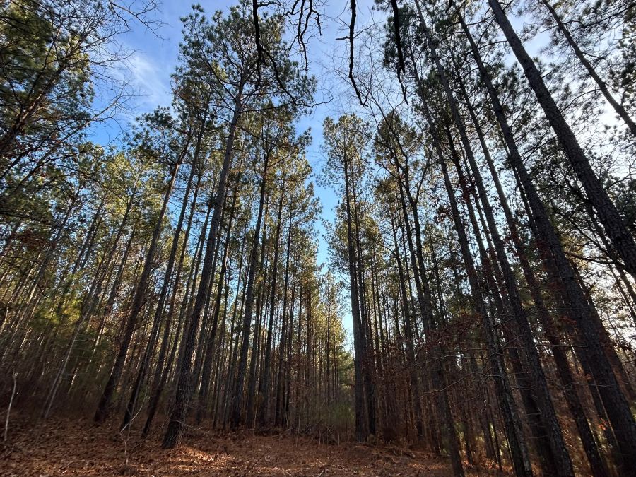 12.90 Acre Private Homesite photo 2