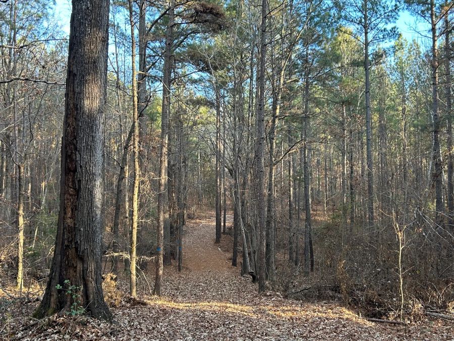 12.90 Acre Private Homesite photo 3