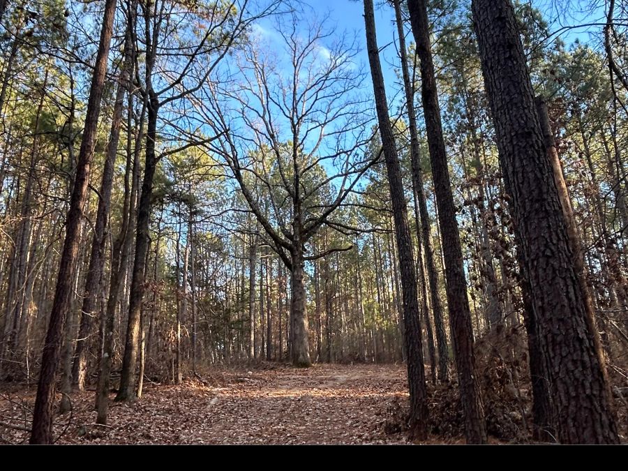 12.90 Acre Private Homesite photo 7