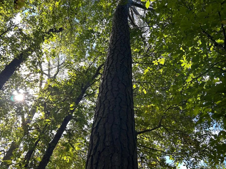 12.90 Acre Private Homesite photo 8