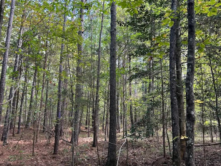 12.90 Acre Private Homesite photo 9